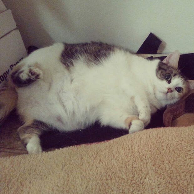 FatCats07 Толстокоты