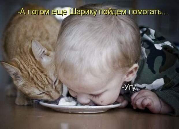 смешные картинки с едой и котами) (2)