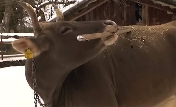 Источник фото: YouTube@CBS News/скриншот