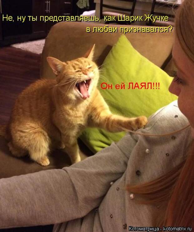 Лучшие котоматрицы недели (50 фото) Лучшие котоматрицы недели (50 фото)