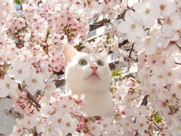 кот