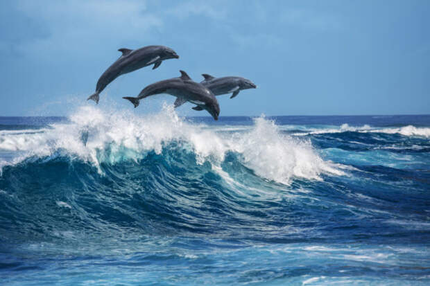 Ученые бьются за выживание дельфинов-афалин, пострадавших от разливов нефти