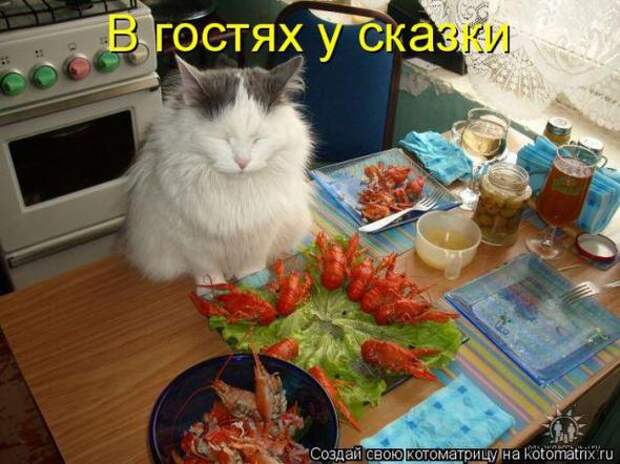Котоматрицы (картинки с надписями)