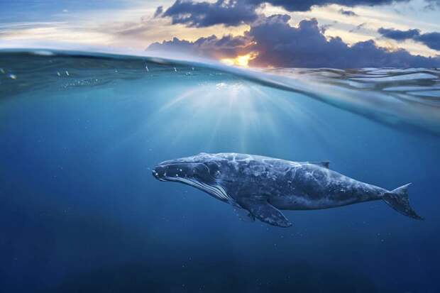 Объектами наблюдения ученых стали шесть дюжин синих китов