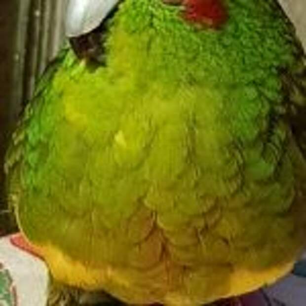 Кеша