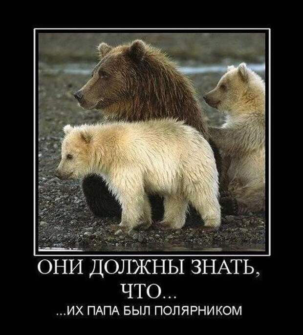 Демотиваторы про животных Демотиваторы про животных