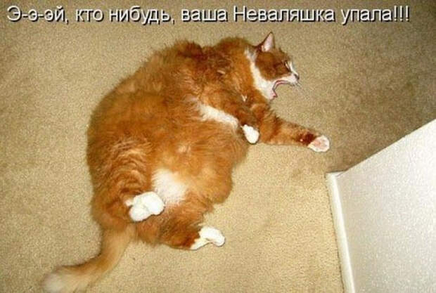 DataLife Engine Версия для печати Смешные надписи с котами