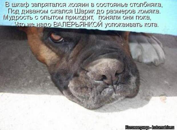 Котоматрицы(картинки с надписями)