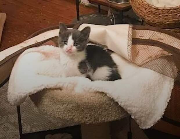 Маленький котенок Котенок в кроватке