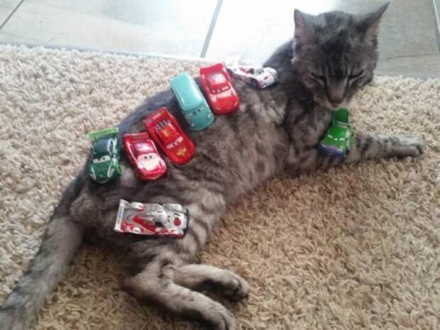 Кошки,постигшие дзен кошки, приколы, смешные кошки, юмор.