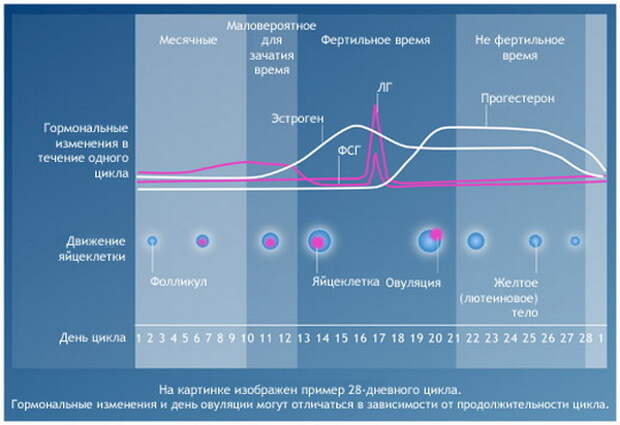Как запланировать пол ребенка до зачатия?