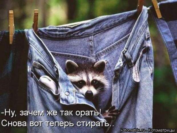 Котоматрицы(картинки с надписями)