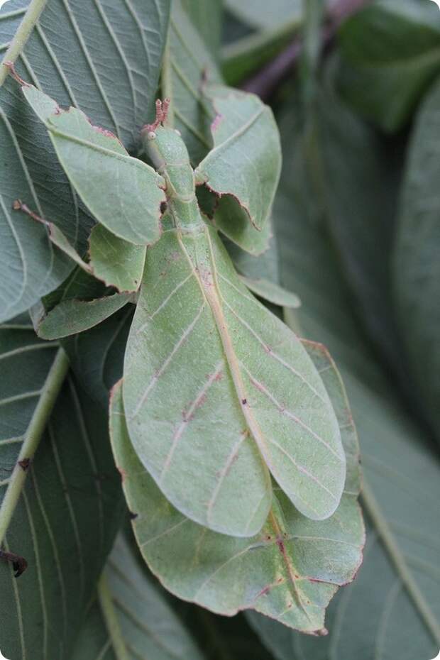 Листотел или листовидка (лат. Phylliidae)