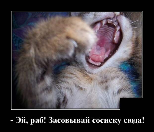 Демотиваторы (20 фото)