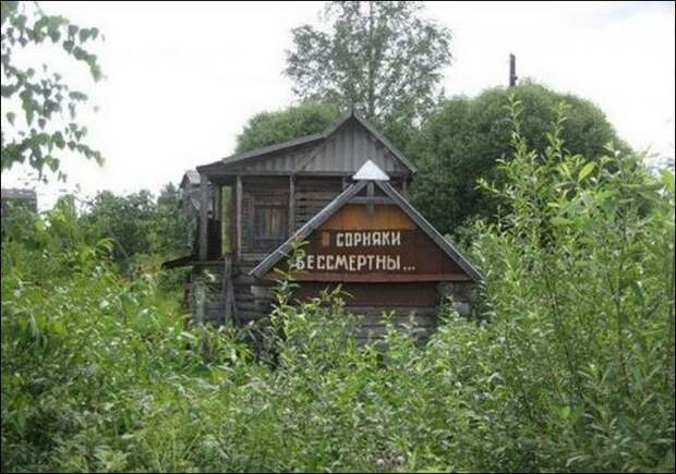отчаевшийся дачник