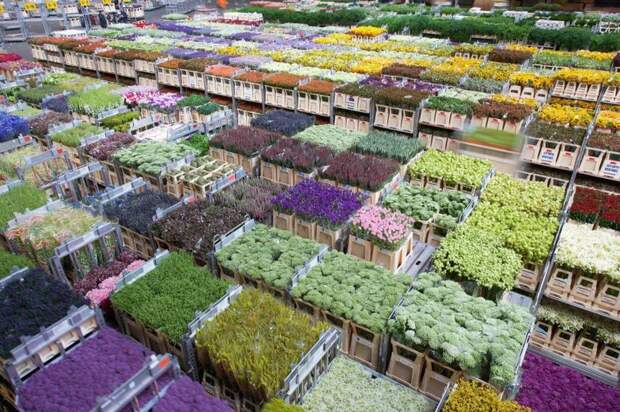 Цветочный аукцион FloraHolland в Голландии (14 фото)