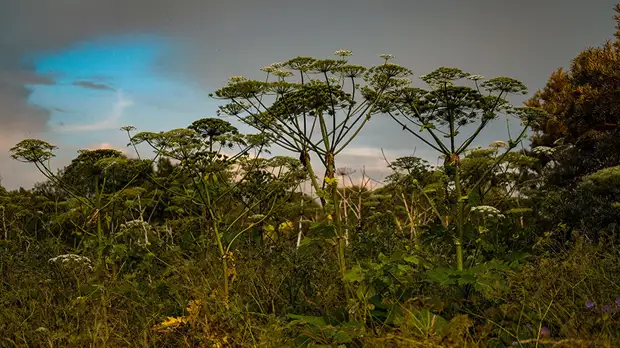 В Ленобласти рассказали о законопроекте по борьбе с борщевиком