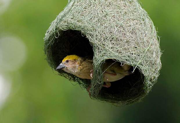 Удивительные птичьи гнезда гнездо, птица