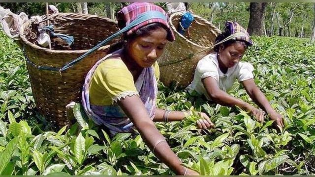 Hindu Business Line: Индия предлагает России платить за чай рупиями