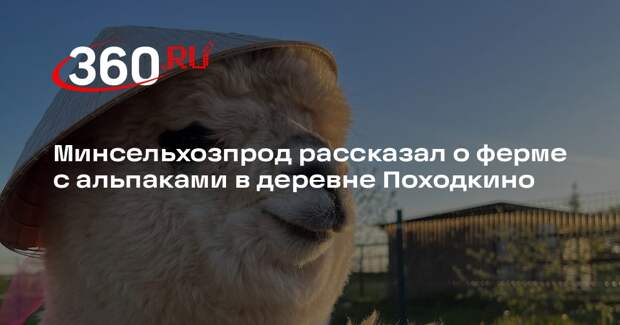 Минсельхозпрод рассказал о ферме с альпаками в деревне Походкино