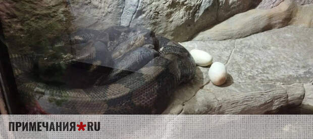 В Ялтинском крокодиляриуме ждут потомство: самка питона Василиса впервые отложила яйца