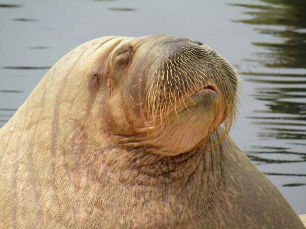 Тихоокеанского моржа заметили в Авачинской бухте на Камчатке