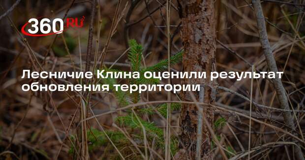 Лесничие Клина оценили результат обновления территории