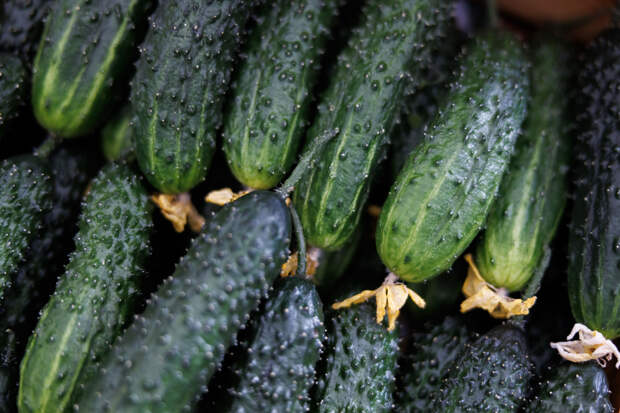 Россия резко увеличила импорт огурцов