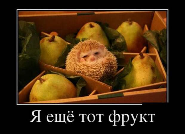 Подборка классных демотиваторов № 87