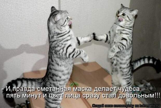Новая котоматрица (30 фото)
