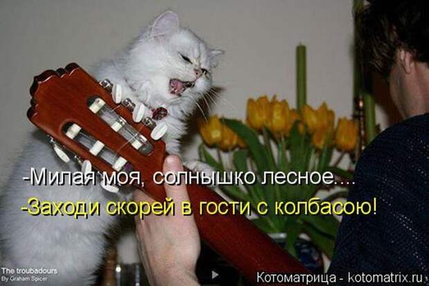 Лучшие котоматрицы недели