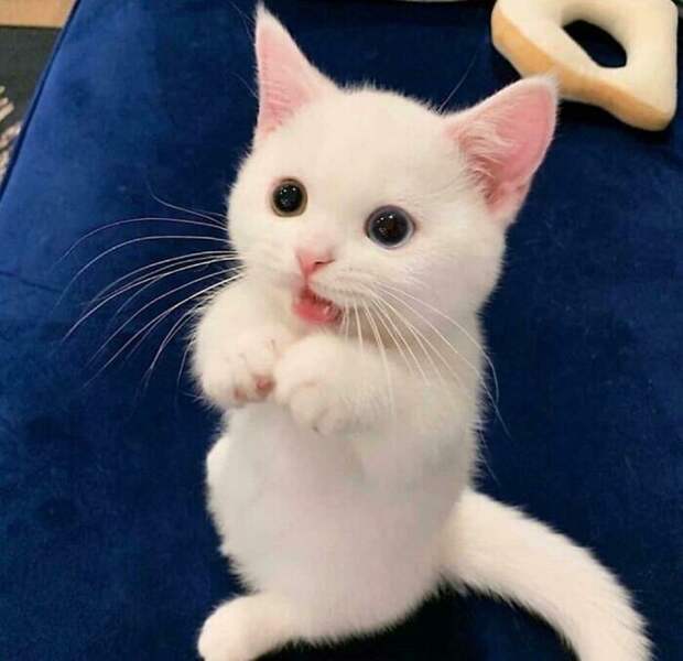 Фотографии с кошками, которые вызовут улыбку (40 шт)