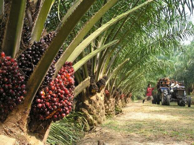 Пальмовое масло получают из плодов особой масличной пальмы / Фото: facte.ru