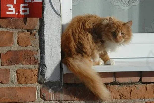 В Петербурге кот застрял в дымоходе и встретил там Новый год