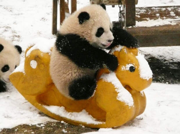 Детский сад для маленьких панд в Китае. Фото