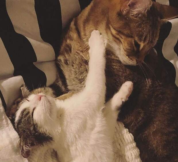 Кот и котенок Игривые котики