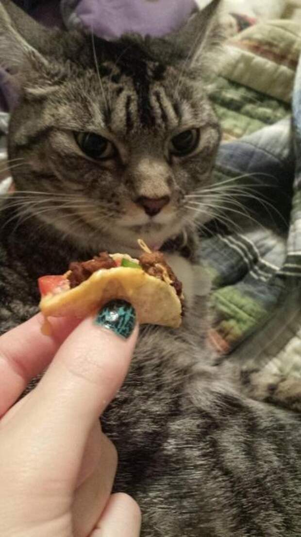 Котики