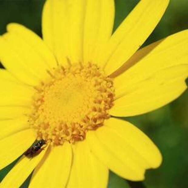 Хризантема увенчанная (Chrysanthemum coronarium)