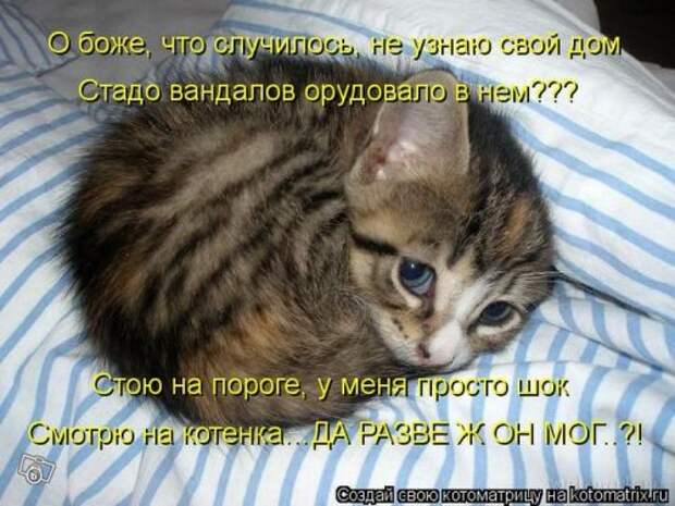 Сборник весёлых котоматриц (35 шт)