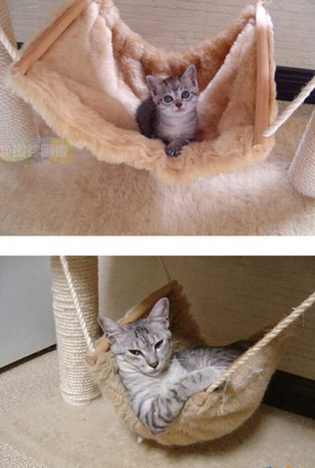 Кошки – тогда и сейчас животные, кошки, тогда и сейчас