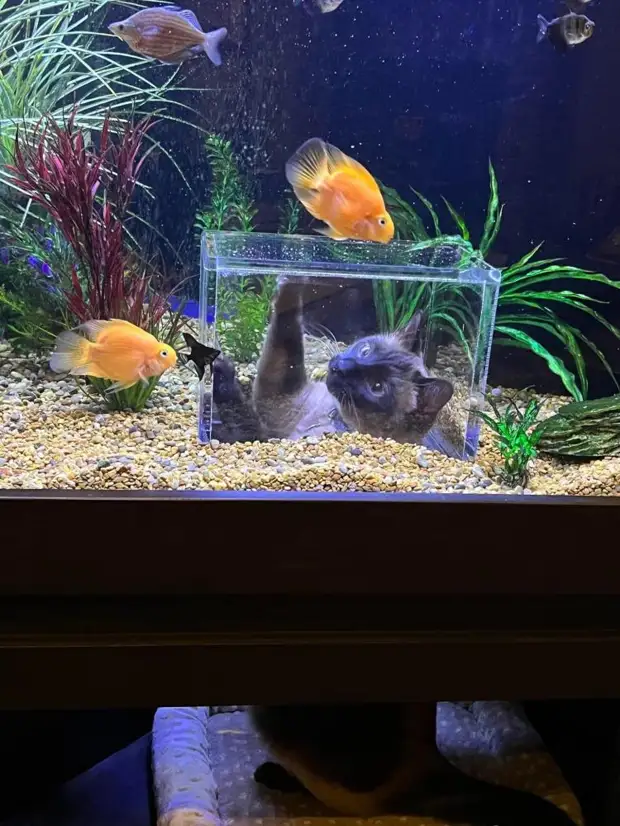 Идеальный аквариум: и котик доволен, и рыбки целы
