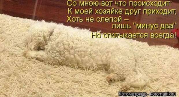 Сборник весёлых котоматриц (35 шт)