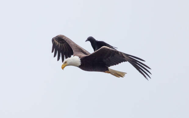 Ворона, летящая на спине у белоголового орлана, штат Вашингтон, США.