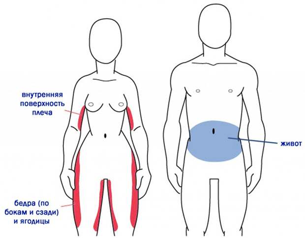 Картинки по запросу Распределение жира по телу мужчин и женщин