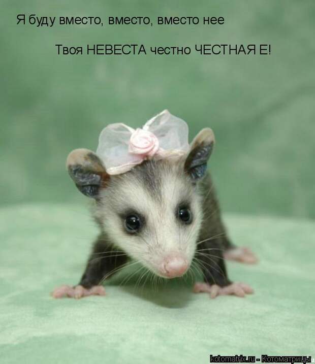 Котоматрицы за декабрь (45 штук) Котоматрицы за декабрь (45 штук)