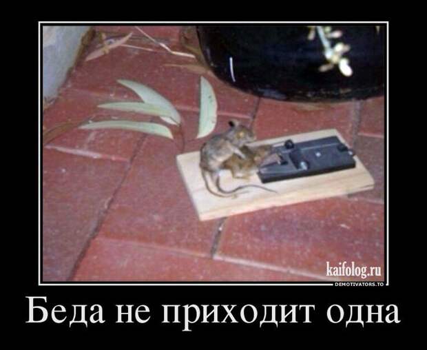 Демотиваторы - 219 (55 демотиваторов)