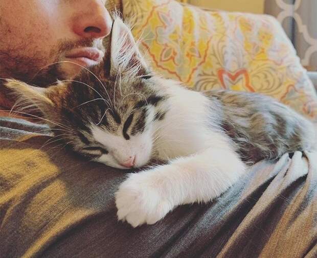 Котенок на хозяине Котенок на руках