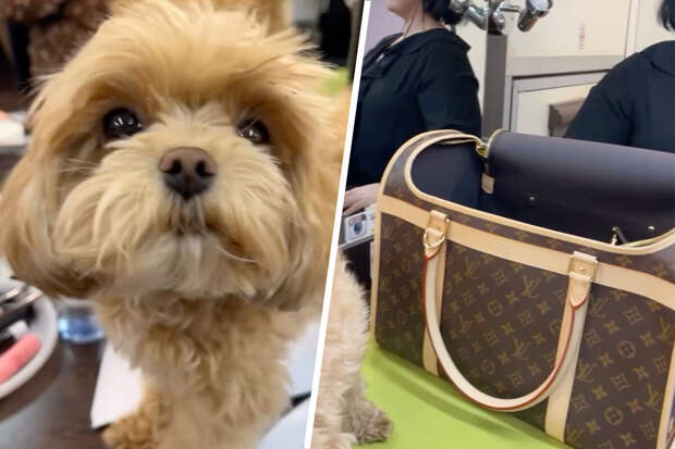 Телеведущая Гузеева сообщила, что ей подарили переноску для собак от Louis Vuitton