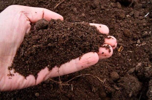 В большинстве своем наши участки не такие большие, чтобы можно было соблюдать севооборот так как нужно