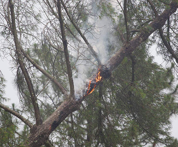 Сгоревшее на Складочной дерево срубят до конца месяца